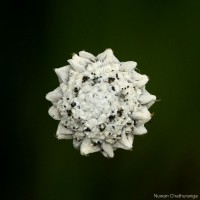 <i>Eriocaulon catopsioides</i>  S.M.Phillips